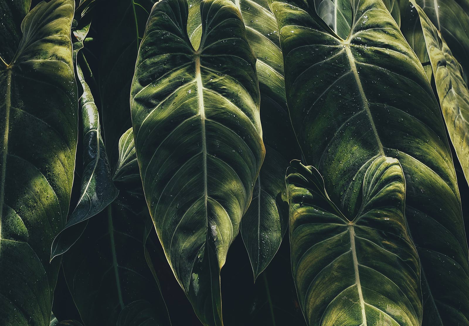 Envie de sucre ? Voici les alternatives gourmandes et anti-glycation